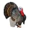Safari Ltd® Turkey